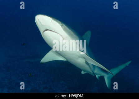 Requins Galápagos, l'île de Malpelo, en Colombie, à l'Est de l'Océan Pacifique Banque D'Images