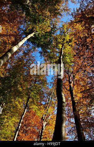 Regardant vers le haut d'arbres en automne Banque D'Images