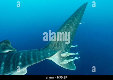 Queue de requin-baleine avec Remoras, île de Malpelo, en Colombie, à l'Est de l'Océan Pacifique Banque D'Images