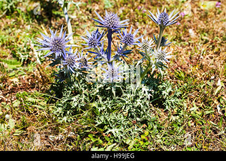 Eryngium bourgatii eryngo pyrénéen, près du Lac d'Estaing France Parc National des Pyrénées, Juillet 2015 Banque D'Images