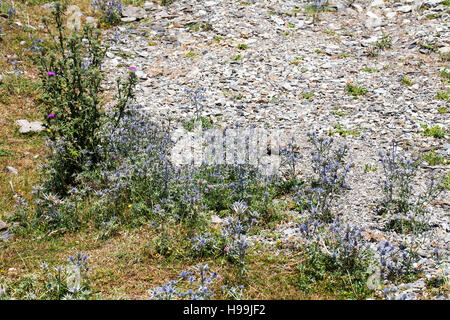 Eryngium bourgatii eryngo pyrénéen, près du Lac d'Estaing France Parc National des Pyrénées, Juillet 2015 Banque D'Images