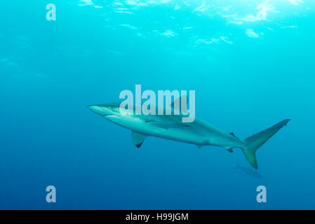 L'école de requin soyeux, requins, l'île de Malpelo, en Colombie, à l'Est de l'Océan Pacifique Banque D'Images