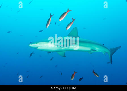 L'école de requin soyeux, requins, l'île de Malpelo, en Colombie, à l'Est de l'Océan Pacifique Banque D'Images