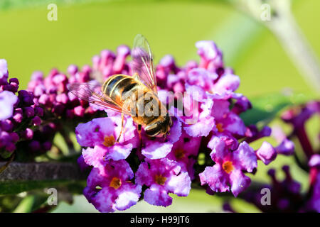 Sunlit Hover fly sur buddleia violet fleur dans un jardin anglais Banque D'Images
