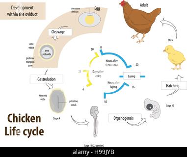Vector illustration du cycle de vie de poulet Illustration de Vecteur