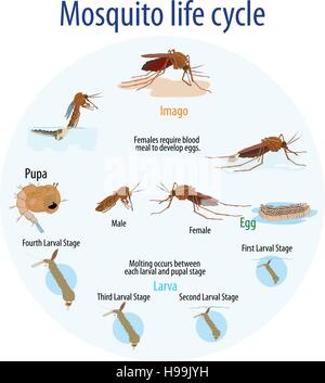 Vector illustration du cycle de vie des moustiques Illustration de Vecteur