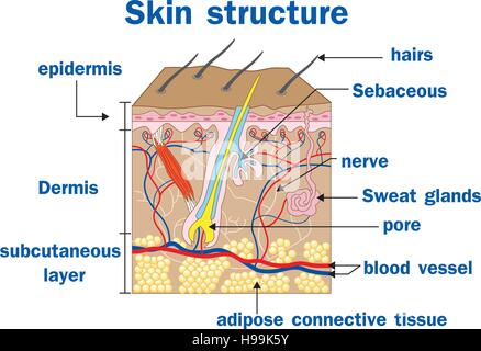 Vector illustration de la structure de la peau Illustration de Vecteur