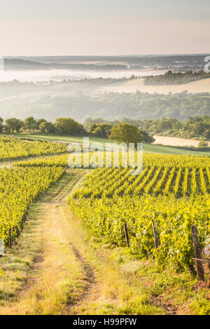 Vignobles près de Vézelay en Bourgogne lors d'une aube brumeuse. Banque D'Images