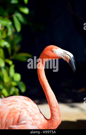 Flamant des Caraïbes nom Latin Phoenicopterus ruber Banque D'Images