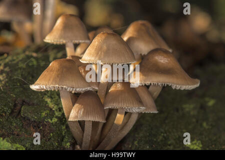 Groupe de champignons poussant sur un journal en décomposition. Banque D'Images