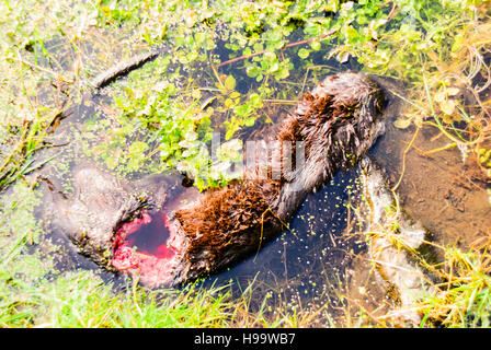 Une loutre morte avec un grand trou dans son corps repose dans une piscine de l'eau après avoir été abattu illégalement. Banque D'Images