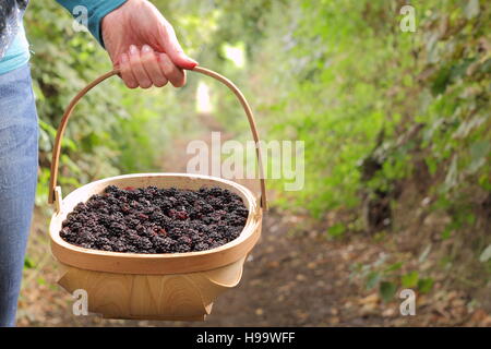 Les Rubus. Blackerries sont cueillies à partir d'une haie en anglais par une femme en été. UK Banque D'Images