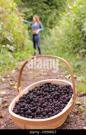 Les Rubus. Blackerries sont cueillies à partir d'une haie en anglais par une femme en été. UK Banque D'Images