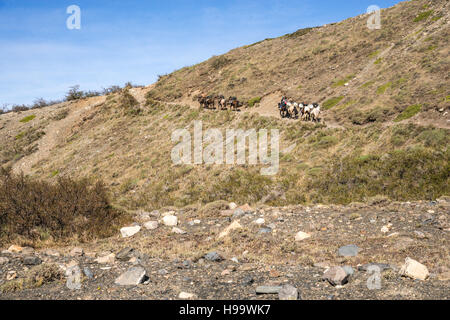 Patagonia W Pack Circuit Chevaux Banque D'Images