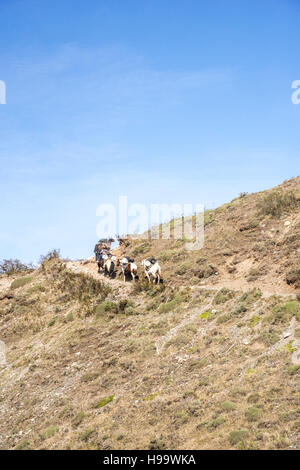 Patagonia W Circuit avec chevaux Banque D'Images