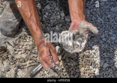 Man's hands holding a Florida panther en plâtre voie trouvés dans la réserve nationale de Big Cypress, en Floride, une empreinte de patte de cougar Banque D'Images