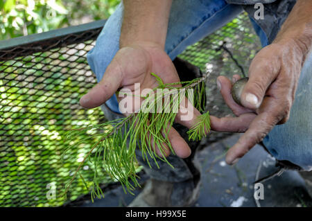 Différence entre l'étang montre naturaliste et cyprès cyprès dans Big Cypress National Preserve, en Floride, le swamp buggy tour Banque D'Images