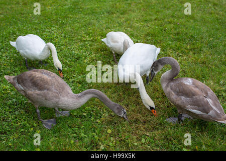 Les cygnes mangent de l'herbe sur le pré vert. Banque D'Images