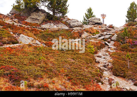 Couleurs d'automne le long du sentier dans la région de Speikboden Alpes de Zillertal, Campo Tures, Italie Banque D'Images