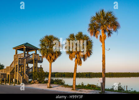 La Floride, l'île de Sanibel, J.N. 'Ding' Darling National Wildlife Refuge, faune, tôt le matin, Tour d'observation Banque D'Images