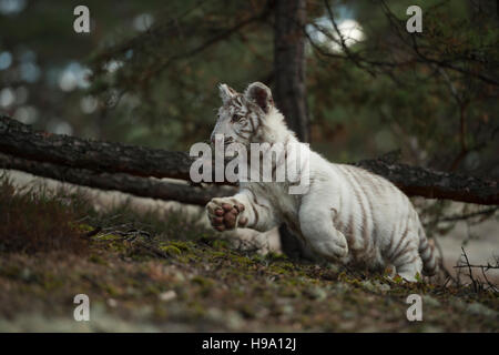 Tigre du Bengale Royal / Koenigstiger ( Panthera tigris ), forme blanche, courir, sauter à travers une forêt naturelle, faible point de vue. Banque D'Images