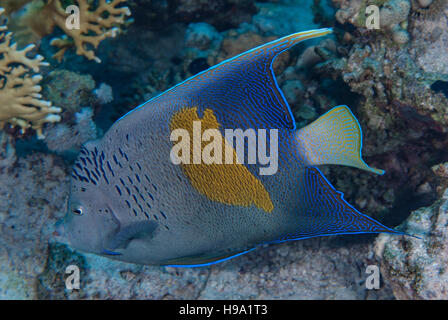 Yellowbar angelfish Pomacanthus maculosus, Pomacanthidae, Sharm el Sheikh, Mer Rouge, Egypte Banque D'Images