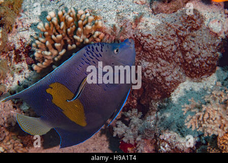 Yellowbar angelfish Pomacanthus maculosus, Pomacanthidae, Sharm el Sheikh, Mer Rouge, Egypte Banque D'Images