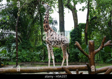 Girafe de grignoter les feuilles des arbres Banque D'Images