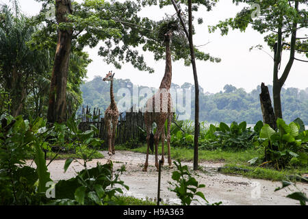 Girafe de grignoter les feuilles des arbres Banque D'Images