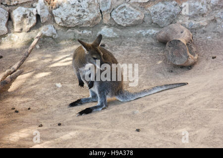 Jeune kangourou est sur le sable. Banque D'Images