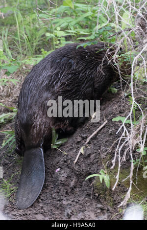 Le castor se reposant sur la rive après une baignade dans la rivière Banque D'Images