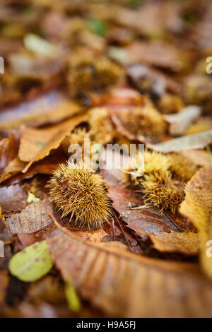 Macro d'un lit de feuilles dans la forêt de châtaigniers Banque D'Images