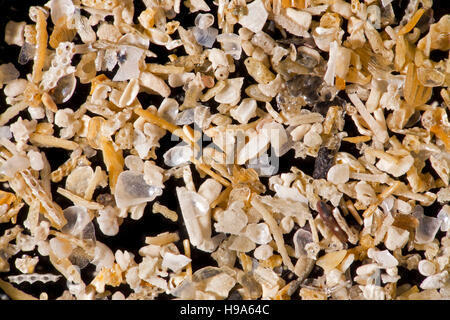 Grains de sable & marine des débris de plage, des macro-vision, Whitesands bay, Pays de Galles, Royaume-Uni Banque D'Images