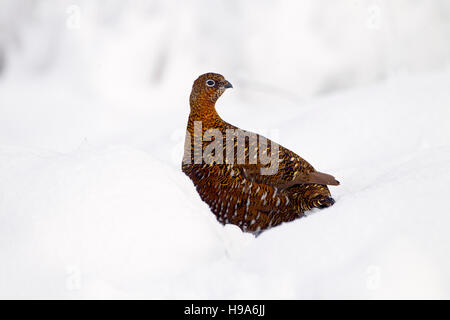 Lagopède des saules lagopus scoticus dans la neige sur high moorland dans le Yorkshire Dales Banque D'Images