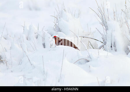 Lagopède des saules lagopus scoticus dans la neige sur la lande haut dans le Yorkshire Dales Banque D'Images