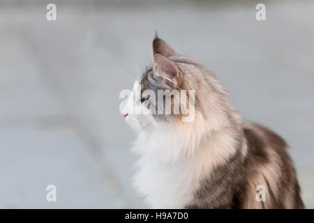 Chat brun avec blanc duveteux poitrine regardant la scène, tourné contre fond gris Banque D'Images