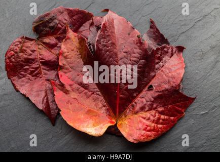 Portrait de deux grandes feuilles d'automne sur l'ardoise, la plongée des Banque D'Images