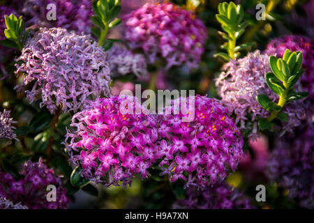 Pimelea ferruginea WA Wildflowers Banque D'Images