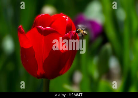 Tulipe rouge et miel Bee Banque D'Images