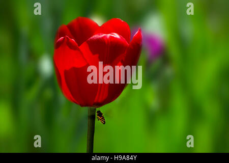 Tulipe rouge et bee Banque D'Images