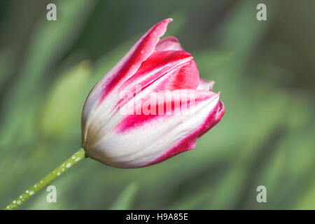 Tulipe rouge et blanc Banque D'Images