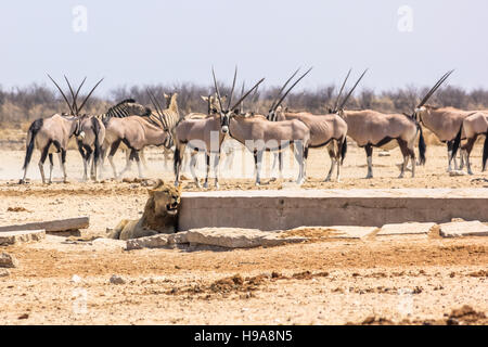 Les zèbres oryxs lion Banque D'Images