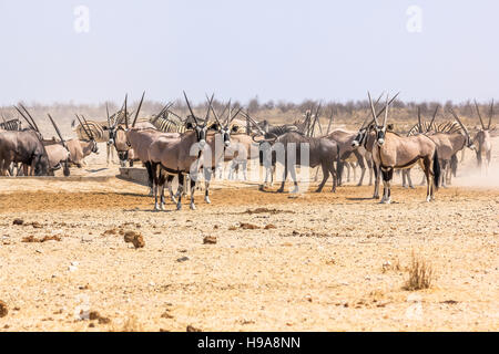 Les zèbres gnous oryxs Banque D'Images