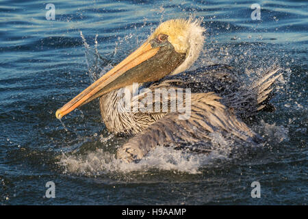 Pélican brun (Pelecanus occidentalis) en prenant soir bain dans l'océan, Galveston, Texas, États-Unis. Banque D'Images