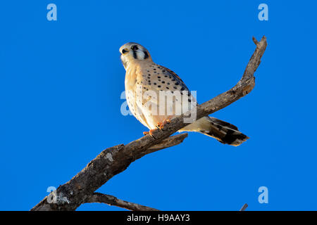 Crécerelle d'Amérique ou SPARROW-Hawk, Falco sparverius perché sur une branche avec fond de ciel bleu clair Banque D'Images