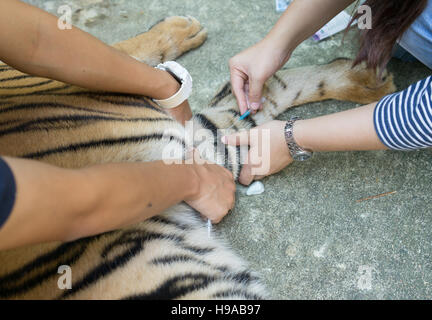 Traiter le tigre vétérinaire dans un zoo Banque D'Images