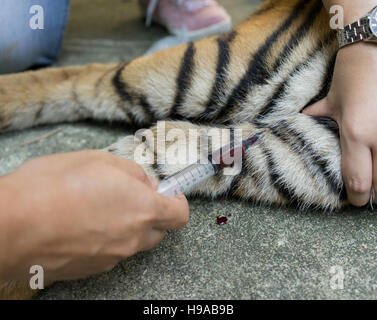 Traiter le tigre vétérinaire dans un zoo Banque D'Images