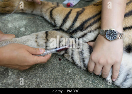 Traiter le tigre vétérinaire dans un zoo Banque D'Images