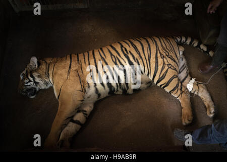 Traiter le tigre vétérinaire dans un zoo Banque D'Images