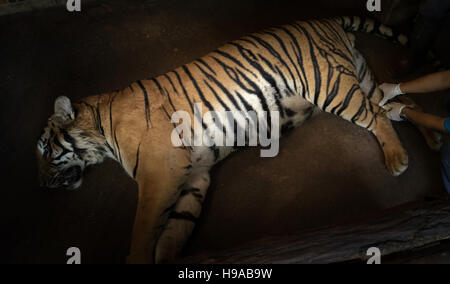 Traiter le tigre vétérinaire dans un zoo Banque D'Images